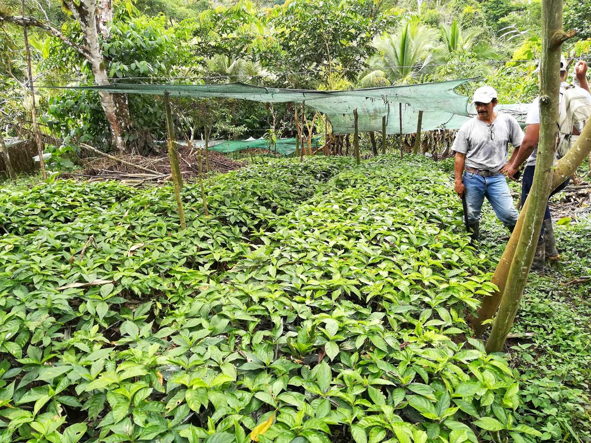 Plantation / Plantacion / Productie